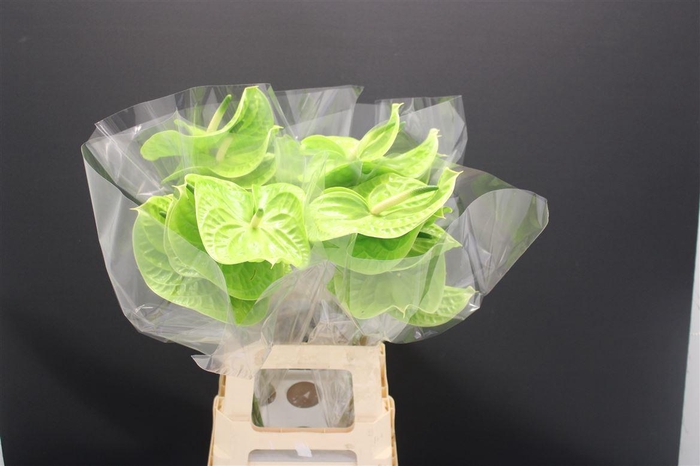 <h4>Anthurium Grand Slam</h4>