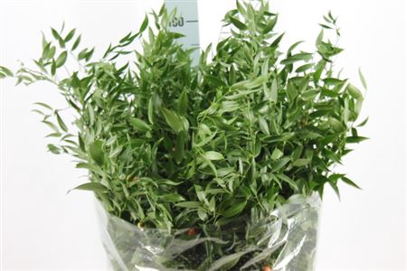 <h4>Ruscus Lang 90 Cm</h4>