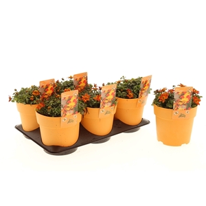 Bidens Blazing Glory