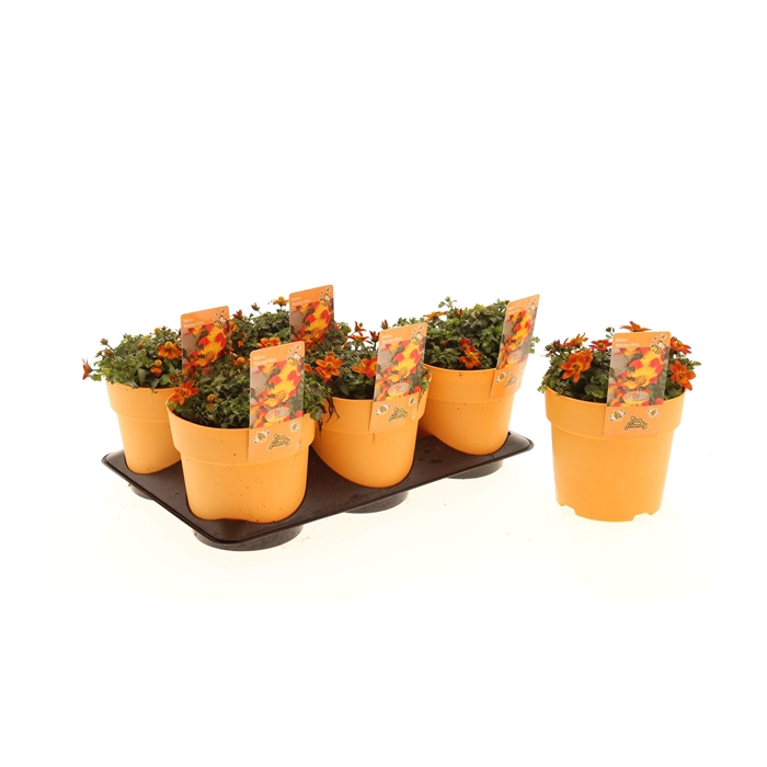 <h4>Bidens Blazing Glory</h4>