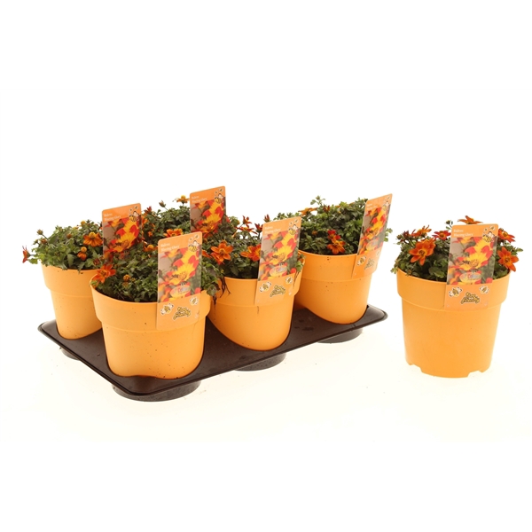 Bidens Blazing Glory