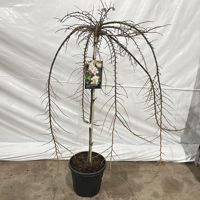 <h4>Cotoneaster</h4>