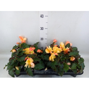 Begonia tuber. 'Fragrant FallPeach'
