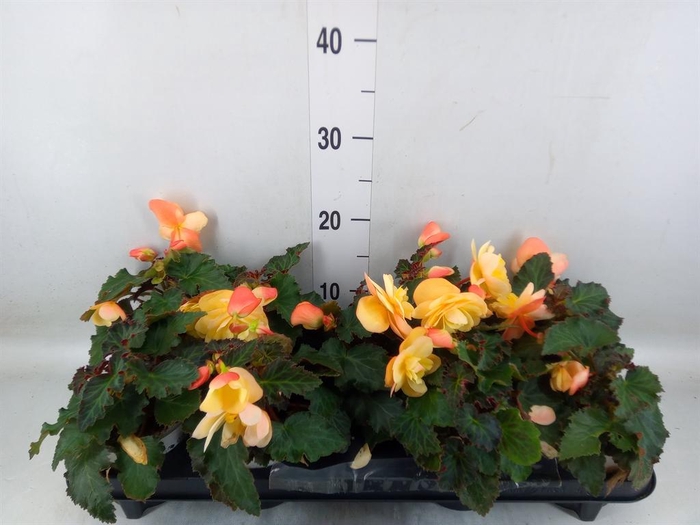 <h4>Begonia tuber. 'Fragrant FallPeach'</h4>