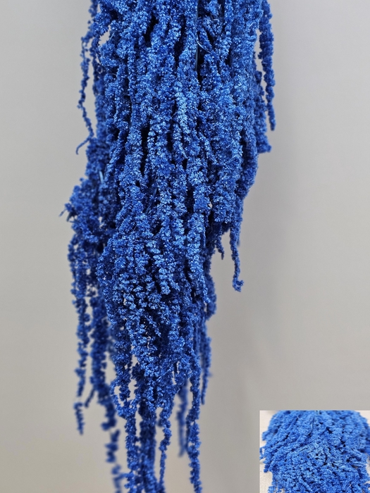 <h4>GESTABILISEERD AMARANTHUS (H) BLAUW</h4>