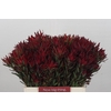 Leucadendron Blush Spray