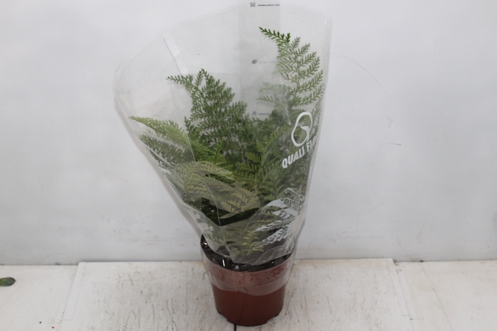 <h4>ASPLENIUM PARVATI P17</h4>