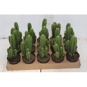 CACTUS ACANTHOCEREUS TETRAGONUS P09
