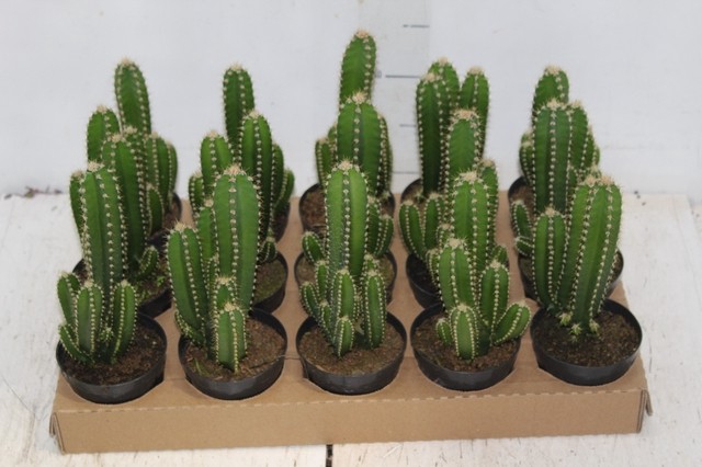 <h4>CACTUS ACANTHOCEREUS TETRAGONUS P09</h4>