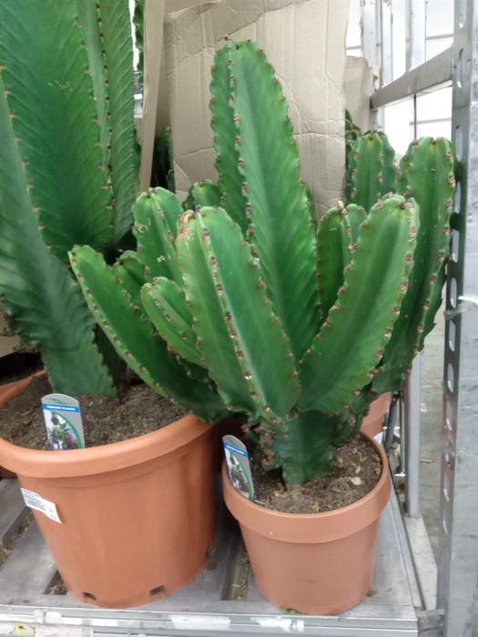 <h4>Euphorbia ingens</h4>