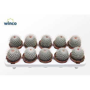 Mammillaria Bombycina