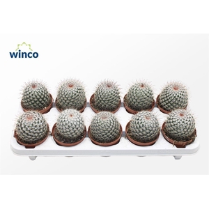 Mammillaria Bombycina