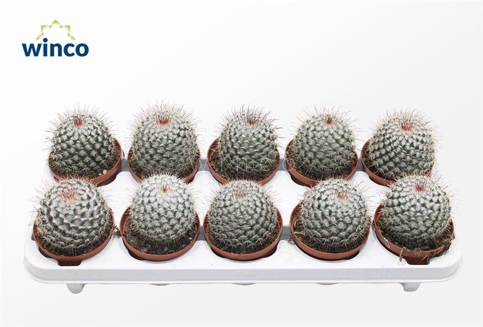 <h4>Mammillaria Bombycina</h4>