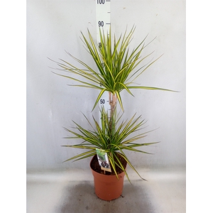 Dracaena marg. 'Sunray'