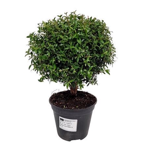 Myrtus Communis Stem - 1091
