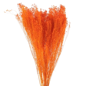 Dried Broom Bloom Orange