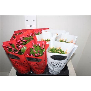 Schlumb Gem 2 Kl 45+