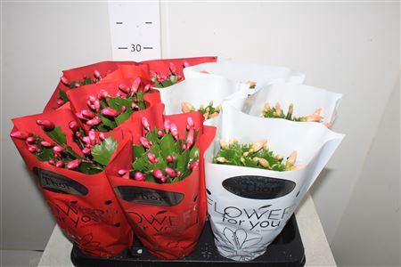 <h4>Schlumb Gem 2 Kl 45+</h4>