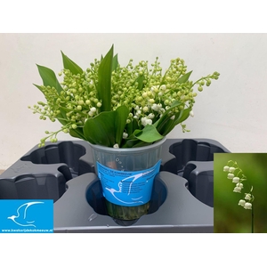 CONVALLARIA MAJALIS CONVALLARIA P S