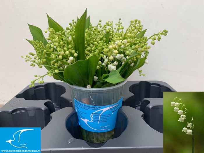 <h4>CONVALLARIA MAJALIS CONVALLARIA P S</h4>