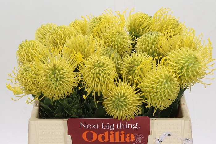 <h4>Nutans Ayoba Gold</h4>