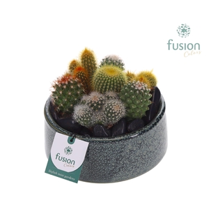 Pot Tol keramiek met Cactussen