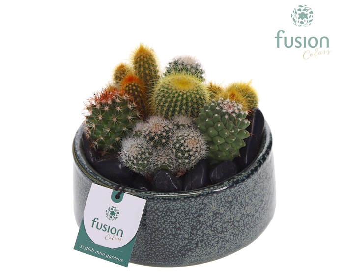 <h4>Pot Tol keramiek met Cactussen</h4>