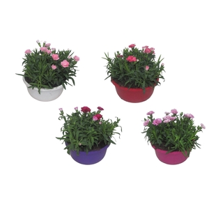 Hello Spring Dianthus Oscar in 19 cm schaal gemengd