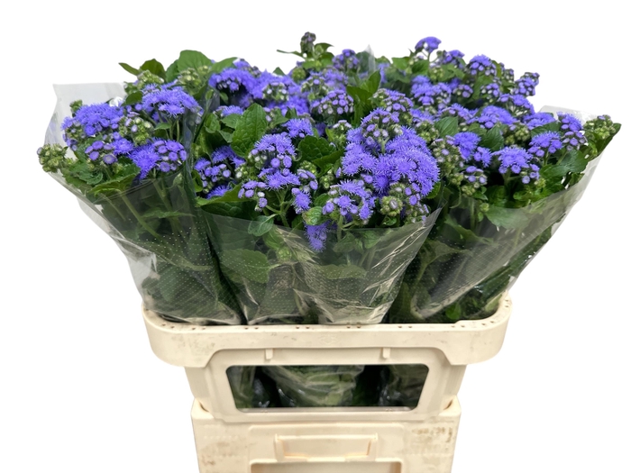 <h4>AGER H BLUE PLANET</h4>