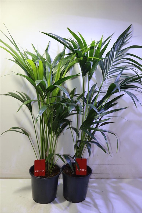 <h4>Howea Forsteriana</h4>