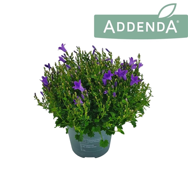 <h4>Campanula Ambella Intense Purple 14 cm</h4>