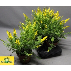 Genista X Sp