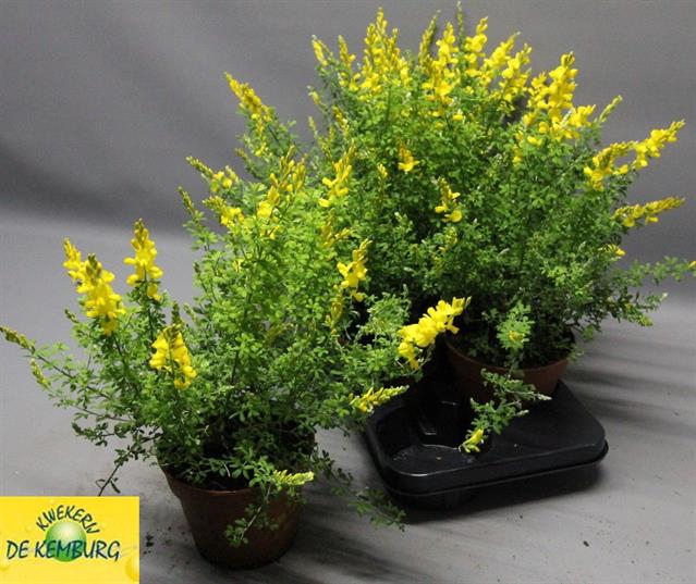 Genista X Sp