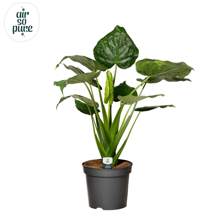 <h4>Alocasia Cucullata p35</h4>