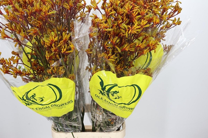 <h4>Anigozanthos Orange Velvet</h4>