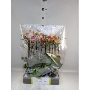 Phalaenopsis   ...red