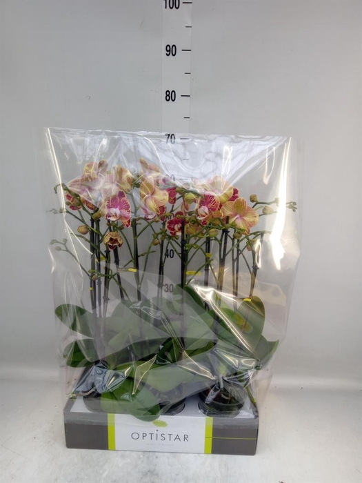 <h4>Phalaenopsis   ...red</h4>