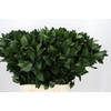 Ruscus aculeatus   ...groot blad