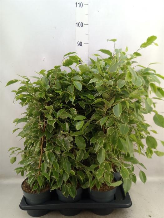 <h4>Ficus benja. 'Golden King'</h4>