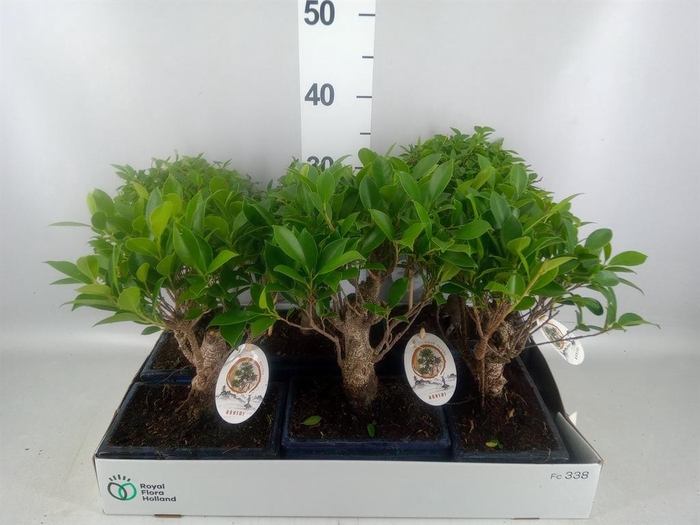 <h4>Bonsai   ...mix</h4>
