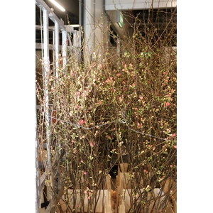 Chaenomeles Jap Salmon Pink 140 160cm P Stem X20