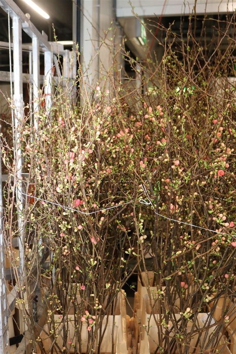 <h4>Chaenomeles Jap Salmon Pink 140 160cm P Stem X20</h4>