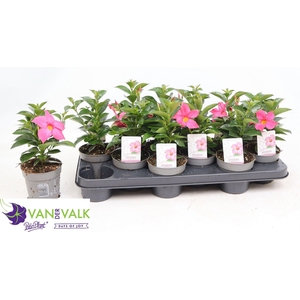 MANDEVILLA  'RIO PINK'