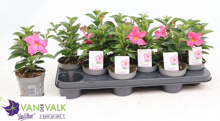 <h4>MANDEVILLA  'RIO PINK'</h4>