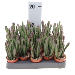 Stapelia leendertziae