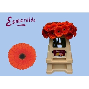 GERBERA CANDELA