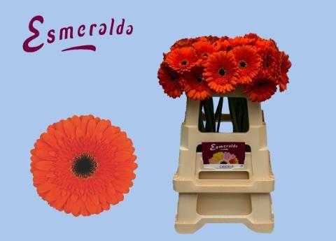 <h4>GERBERA CANDELA</h4>