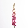 AF Eremurus L129cm Beauty