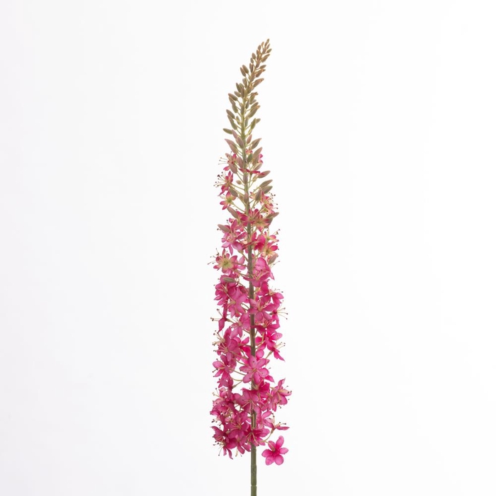 <h4>Af Eremurus L129cm Beauty</h4>