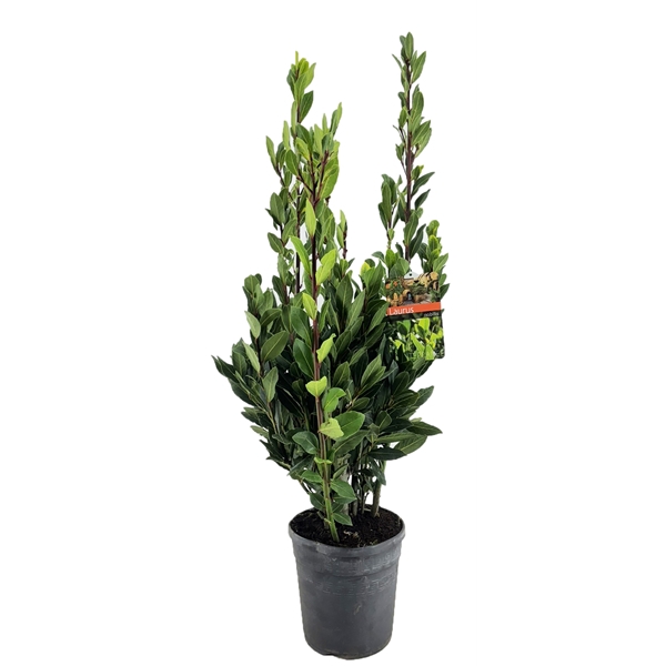 <h4>Laurus nobilis</h4>